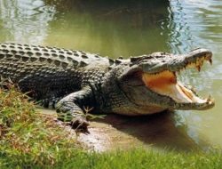 Warga Malangke Luwu Utara Diterkam Buaya