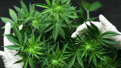 Ini Manfaat dan Efek Ganja untuk Kesehatan