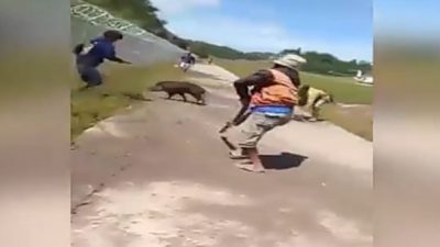 Viral! Babi Hutan Masuk di Area Steril Bandara Buntu Kuni Tana Toraja