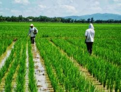 Diduga Monopoli Penjualan Pupuk di Desa, Pospera Towoti Desak DPRD RDP Kadis PMD Luwu Timur