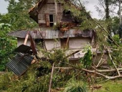 Satu Unit Rumah di Toraja Utara Tertimpa Pohon Tumbang