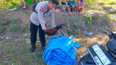 Hanya Amankan Ayam Jago, Polisi di Palopo Kembali Gagal Ringkus Pelaku Judi Sabung Ayam
