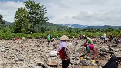 Berkah Dibalik Banjir, Masyarakat Luwu Dulang Emas di Sungai Suso