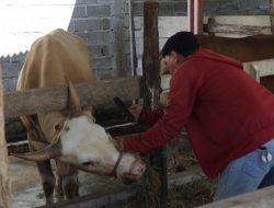 Tiga Ekor Sapi di Palopo Ditemukan Mati Mendadak, Diduga Terjangkit Penyakit Jembrana