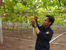 Indahnya Kebun Anggur Hijau di Luwu, Pengunjung Bisa Langsung Petik