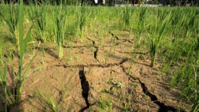 Dampak Fenomena El Nino, 207 Desa di Luwu Terancam Alami Kekeringan