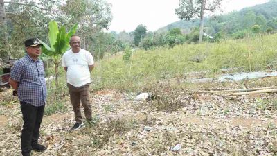 Pemkot Palopo Siapkan 43 Hektar Lahan untuk Budidaya Pisang