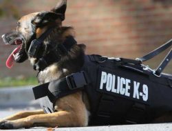 Polisi Kerahkan Anjing Pelacak K-9 Cari Korban Longsor di Bastem Utara