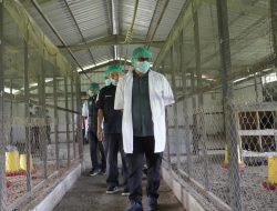 Asrul Sani Minta UPTD Pembibitan Ternak Mancani Tambah Proporsi Ayam Petelur