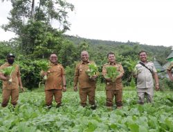 Pj Wali Kota Palopo Panen Sayur Hasil Tanam Kelompok Wanita Tani