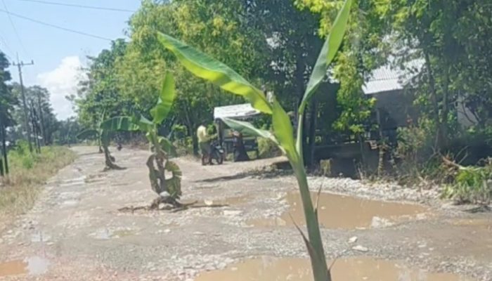 100 Meter Akses Jalan dari Pelalan ke Pompengan Walmas Ditanami Pisang