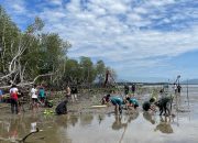 Lestarikan Lingkungan, PP PTI dan PP PPGT Tanam 500 Pohon Mangrove di Pantai Labombo
