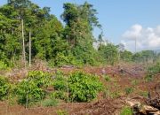 Hutan Lindung di Luwu Timur Diduga Diperjualbelikan, Pelaku Mengaku Wartawan